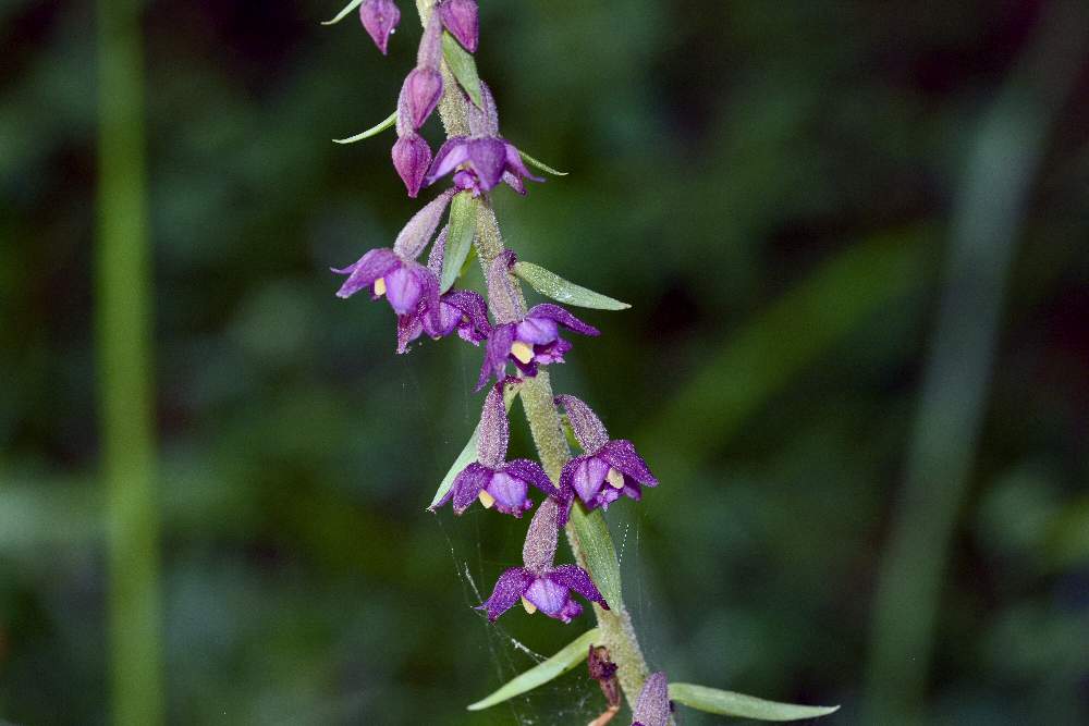 Epipactis atrorubens